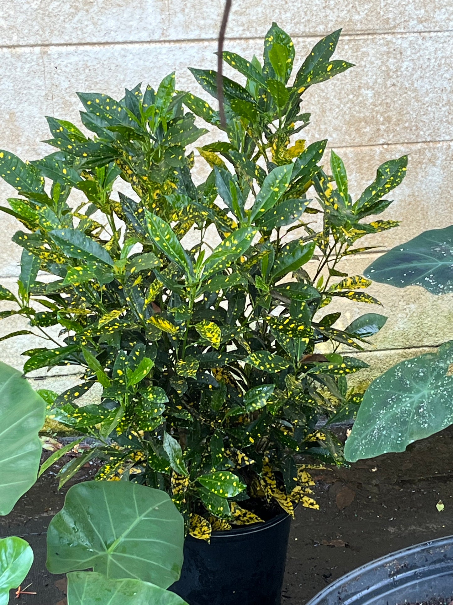 Croton Gold Dust Croton Shrub in 10 in. (3 Gal.) Grower Pot