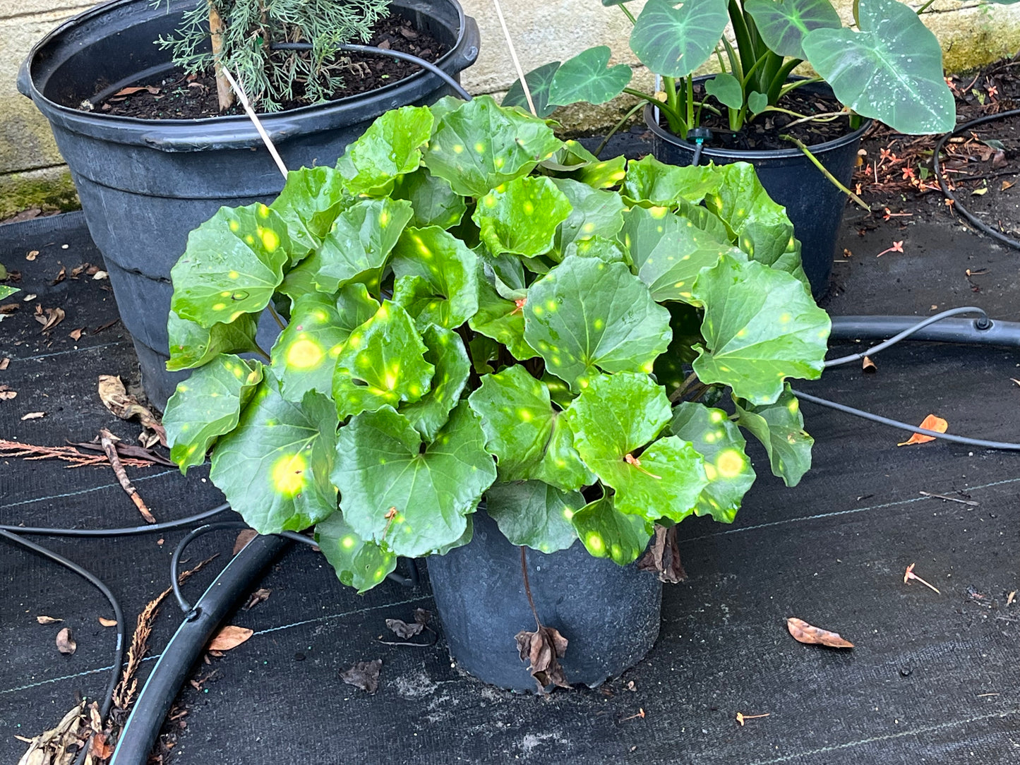 Farfugium Firefly Leopard Plant in a 10 in. (3 Gal.) Grower Pot