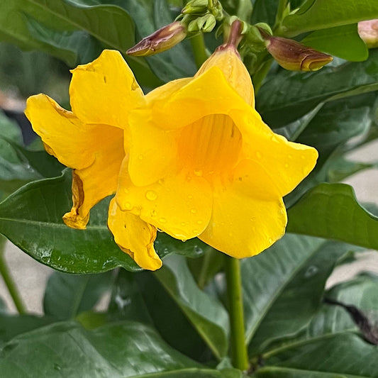 Allamanda Bush Shrub in a 10 in. (3 Gal.) Grower Pot