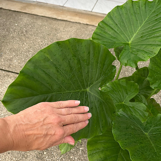 Alocasia Giant Upright Elephant Ear Plant in 10 in. (3 Gal.) Grower Pot