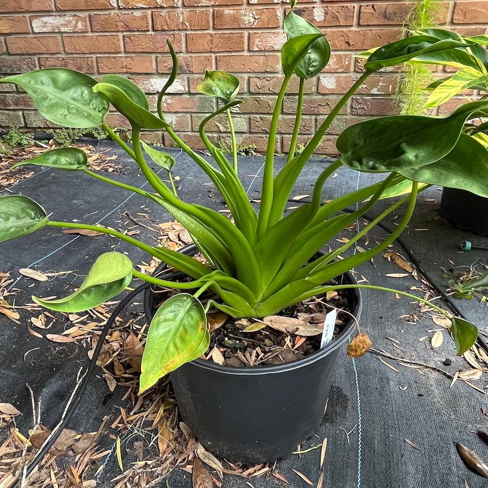 Alocasia Tiny Dancer Elephant Ear Plant in 10 in. (3 Gal.) Grower Pot