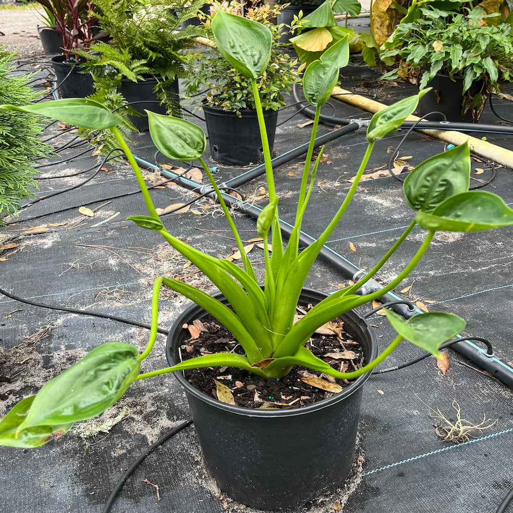 Alocasia Tiny Dancer Elephant Ear Plant in 10 in. (3 Gal.) Grower Pot