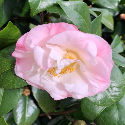 Camellia Japanese High Fragrance Flowering Shrub (Soft Pink Scented Flowers) in a 10 in. (3 Gal.) Grower Pot