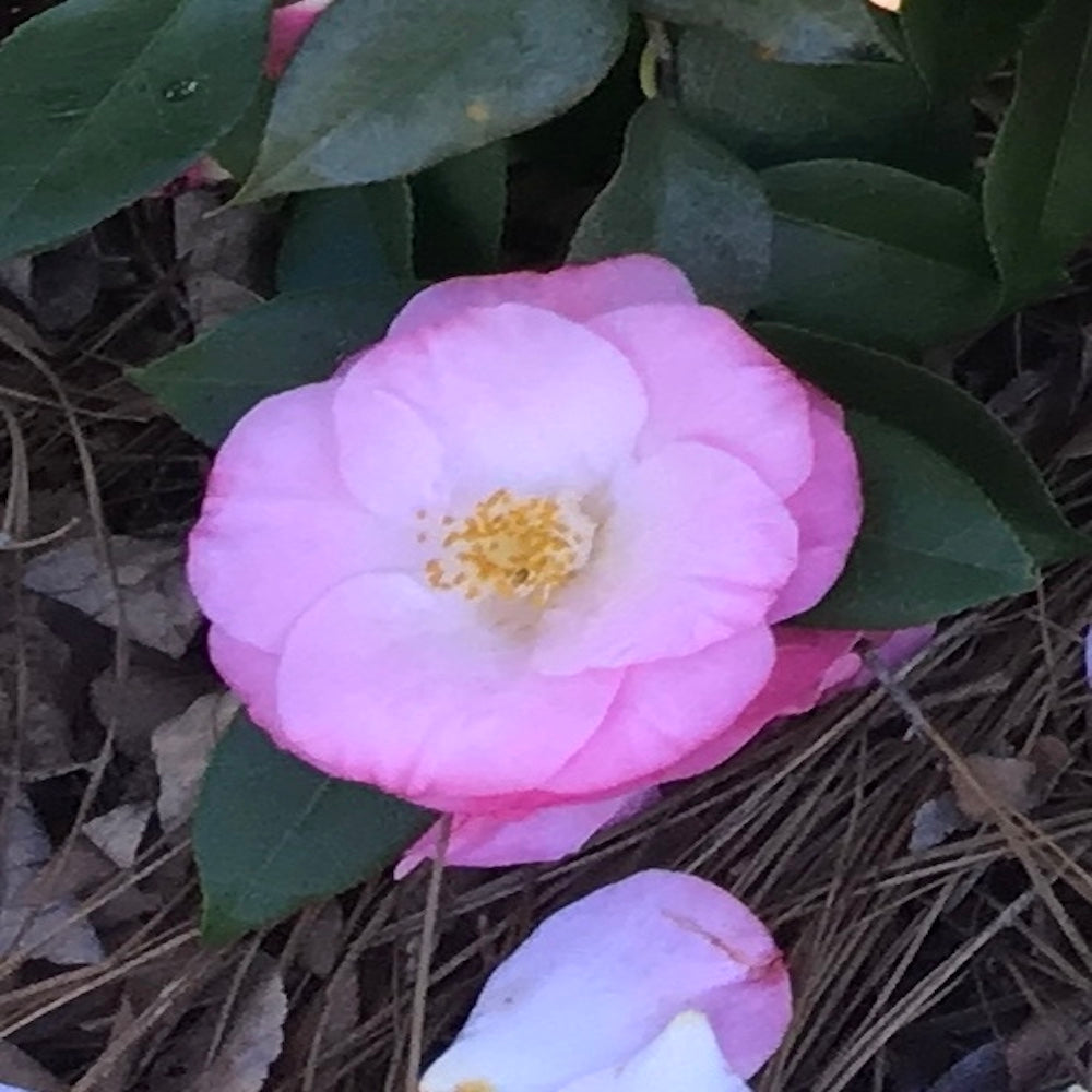 Camellia Japanese Taylor's Perfection Flowering Shrub (Pink Flowers) in a 10 in. (3 Gal.) Grower Pot