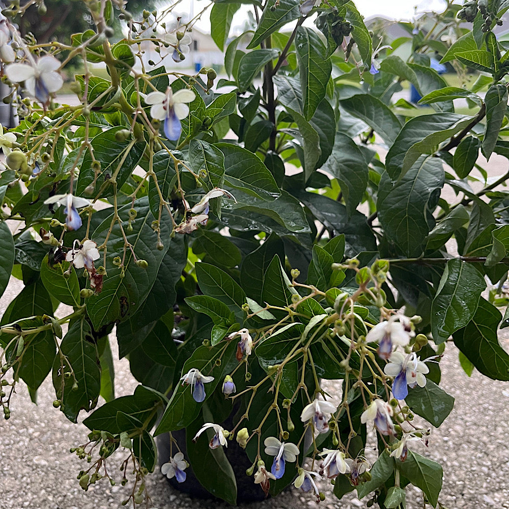 Clerodendrum Blue Butterfly Bush Shrub (Two Toned Violet & Blue Flowers) in a 10 in. (3 Gal.) Grower Pot