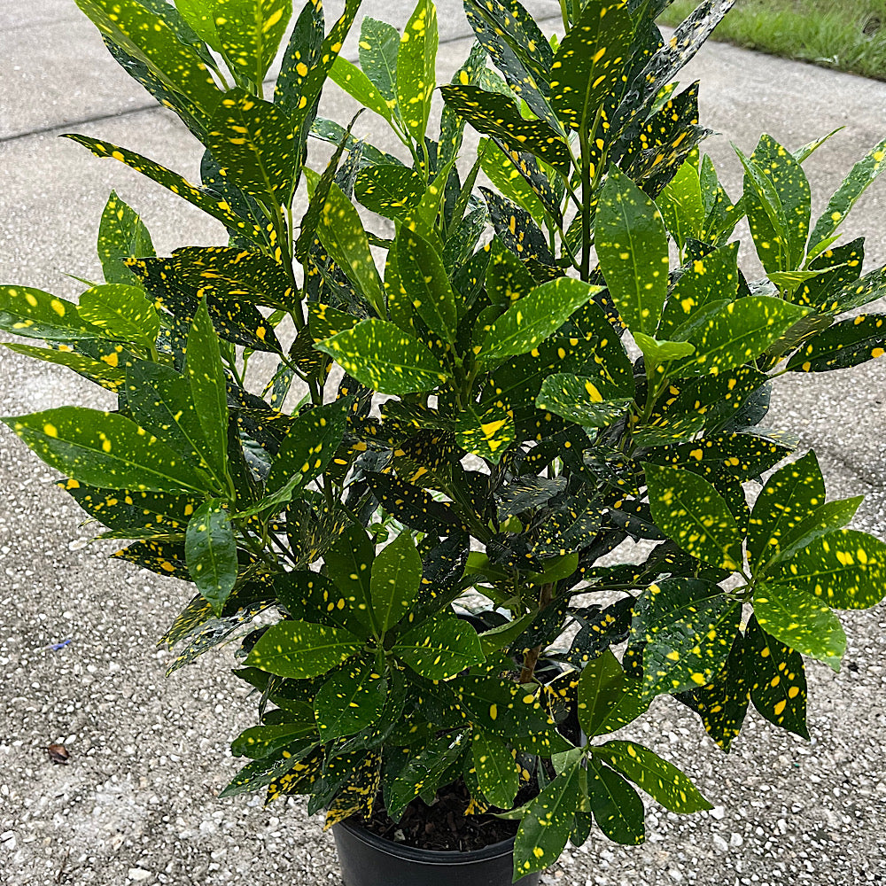 Croton Gold Dust Croton Shrub in 10 in. (3 Gal.) Grower Pot