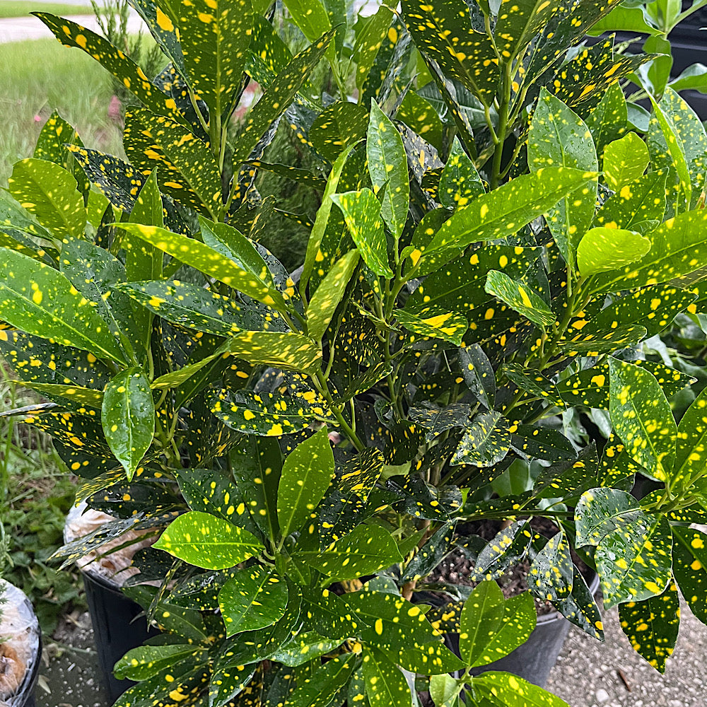 Croton Gold Dust Croton Shrub in 10 in. (3 Gal.) Grower Pot