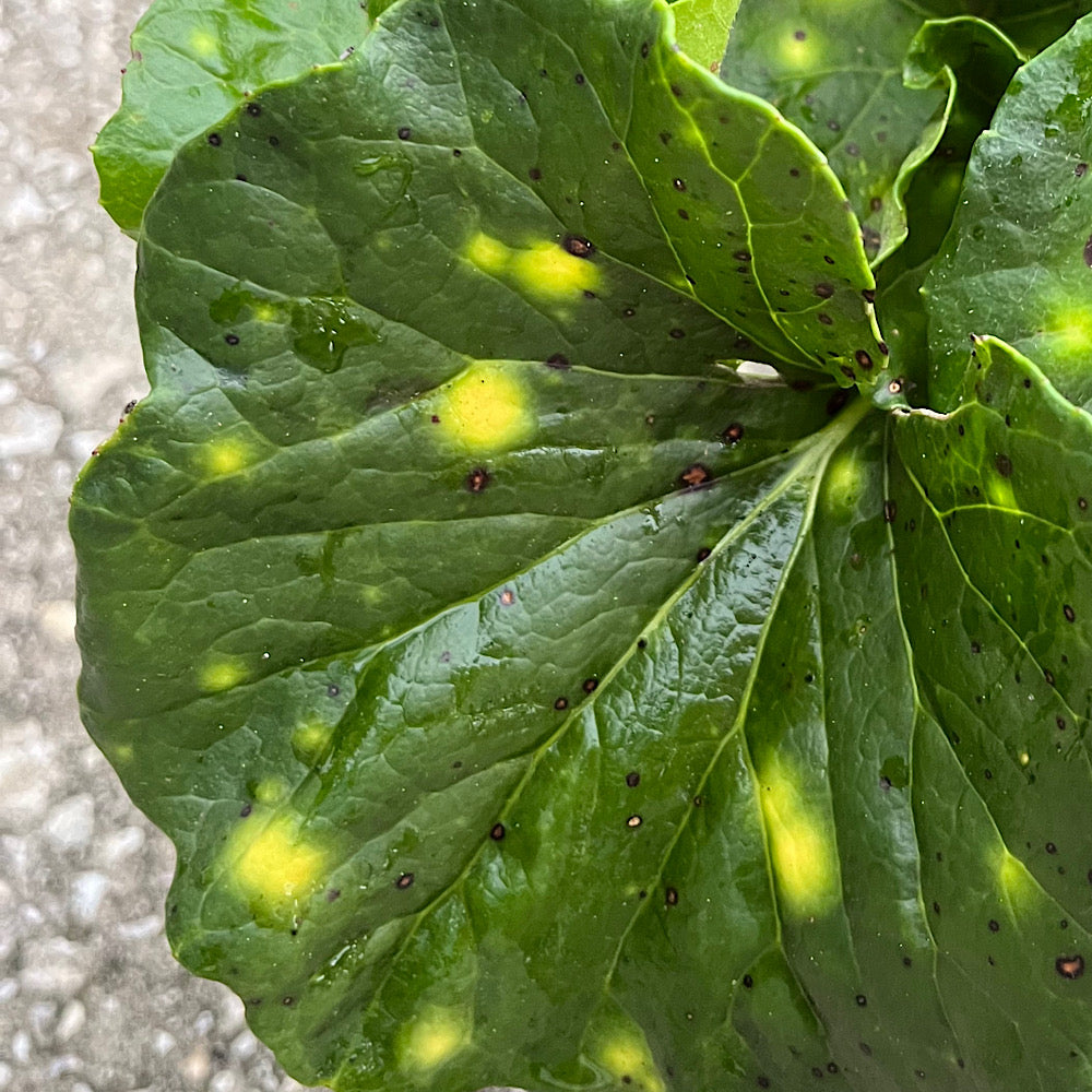 Farfugium Firefly Leopard Plant in a 10 in. (3 Gal.) Grower Pot