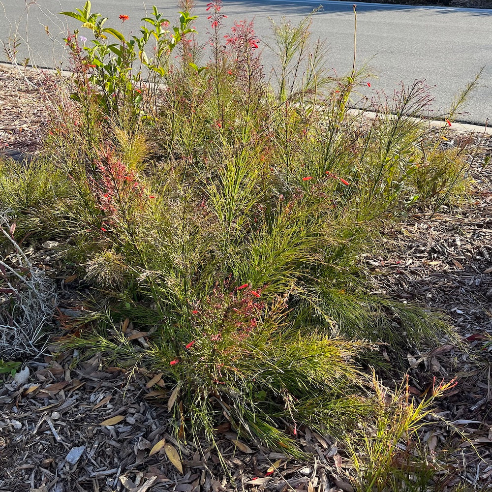 Russelia Firecracker Plant (Red Flowers) in a 10 in. (3 Gal.) Grower Pot