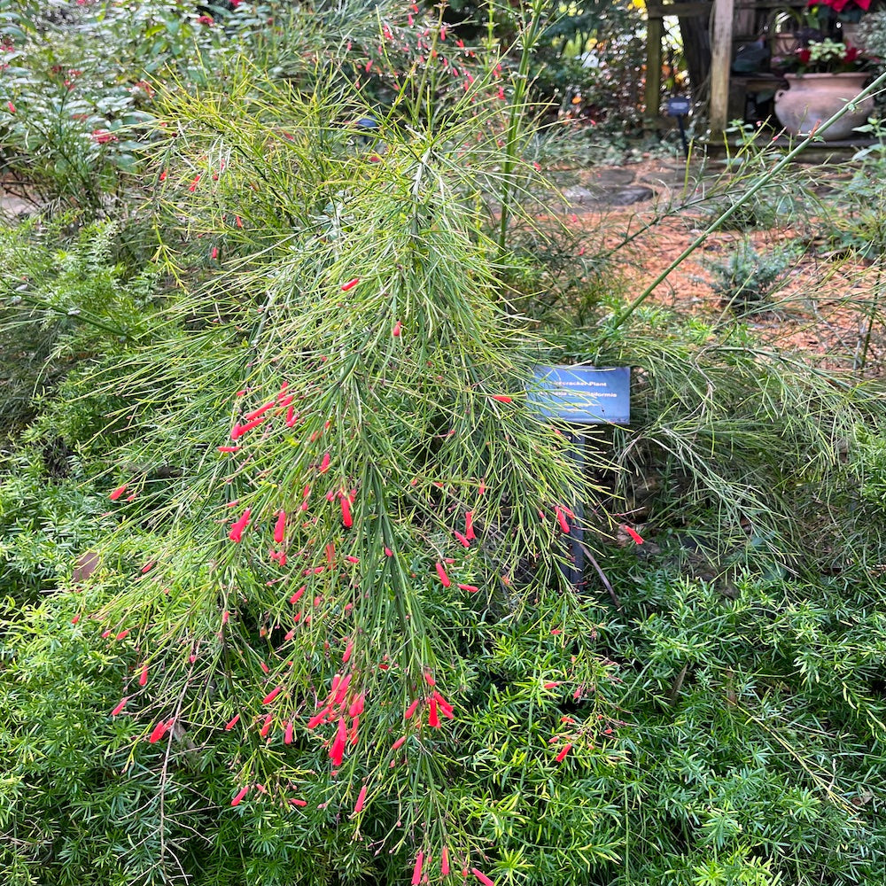 Russelia Firecracker Plant (Red Flowers) in a 10 in. (3 Gal.) Grower Pot