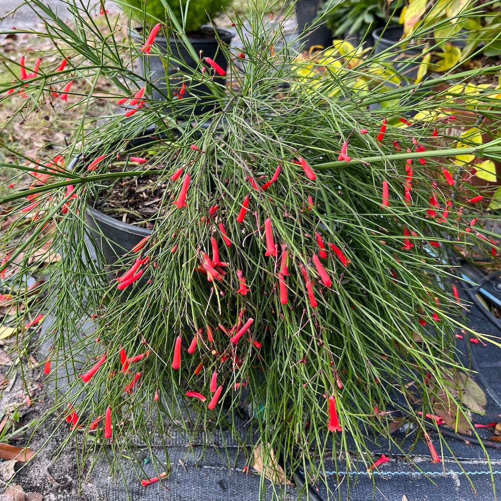 Russelia Firecracker Plant (Red Flowers) in a 10 in. (3 Gal.) Grower Pot