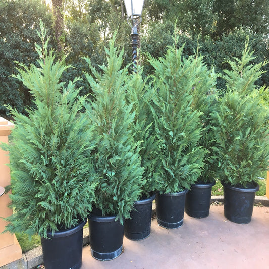 Cupressocyparis Leyland Cypress Shrub in a 10 in. (3 Gal.) Grower Pot