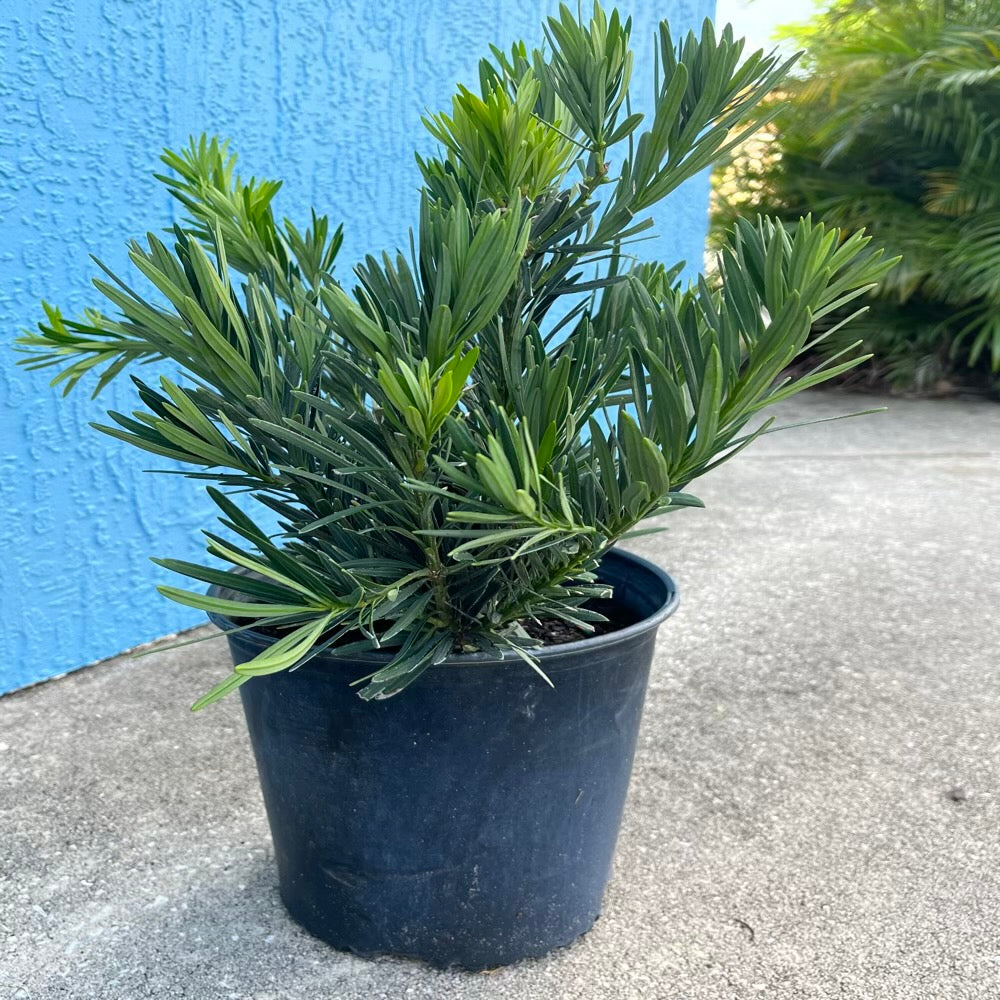 Podocarpus Pringles Dwarf Yew Shrub in 10 in. (3 Gal.) Grower Pot ...