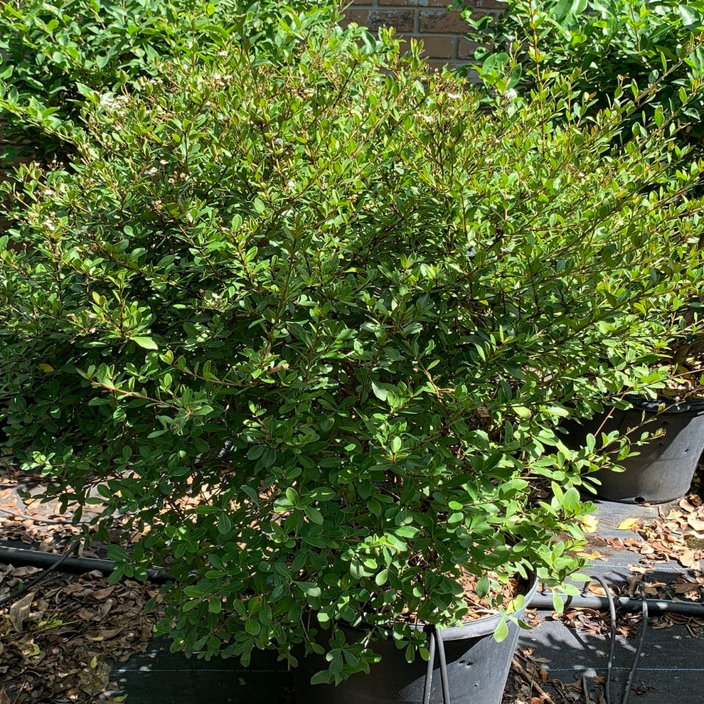 Viburnum Dwarf Mrs. Schiller's Delight Flowering Shrub (White Flowers ...