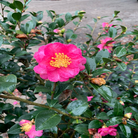 Camellia Sasanqua Kanjiro Flowering Shrub (Cerise Pink Flowers) in a 10 in. (3 Gal.) Grower Pot