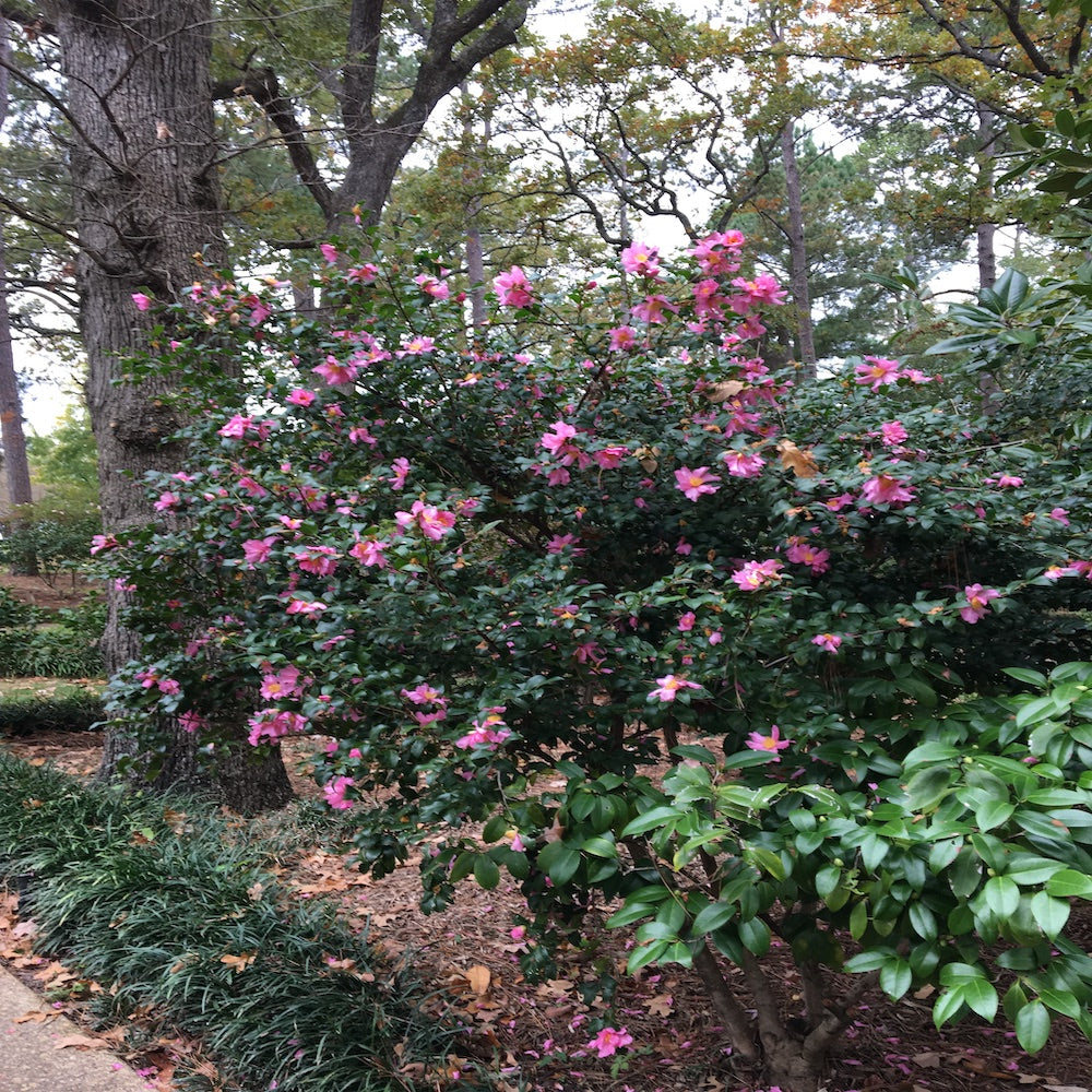 Camellia Sasanqua Kanjiro Flowering Shrub (Cerise Pink Flowers) in a 10 in. (3 Gal.) Grower Pot