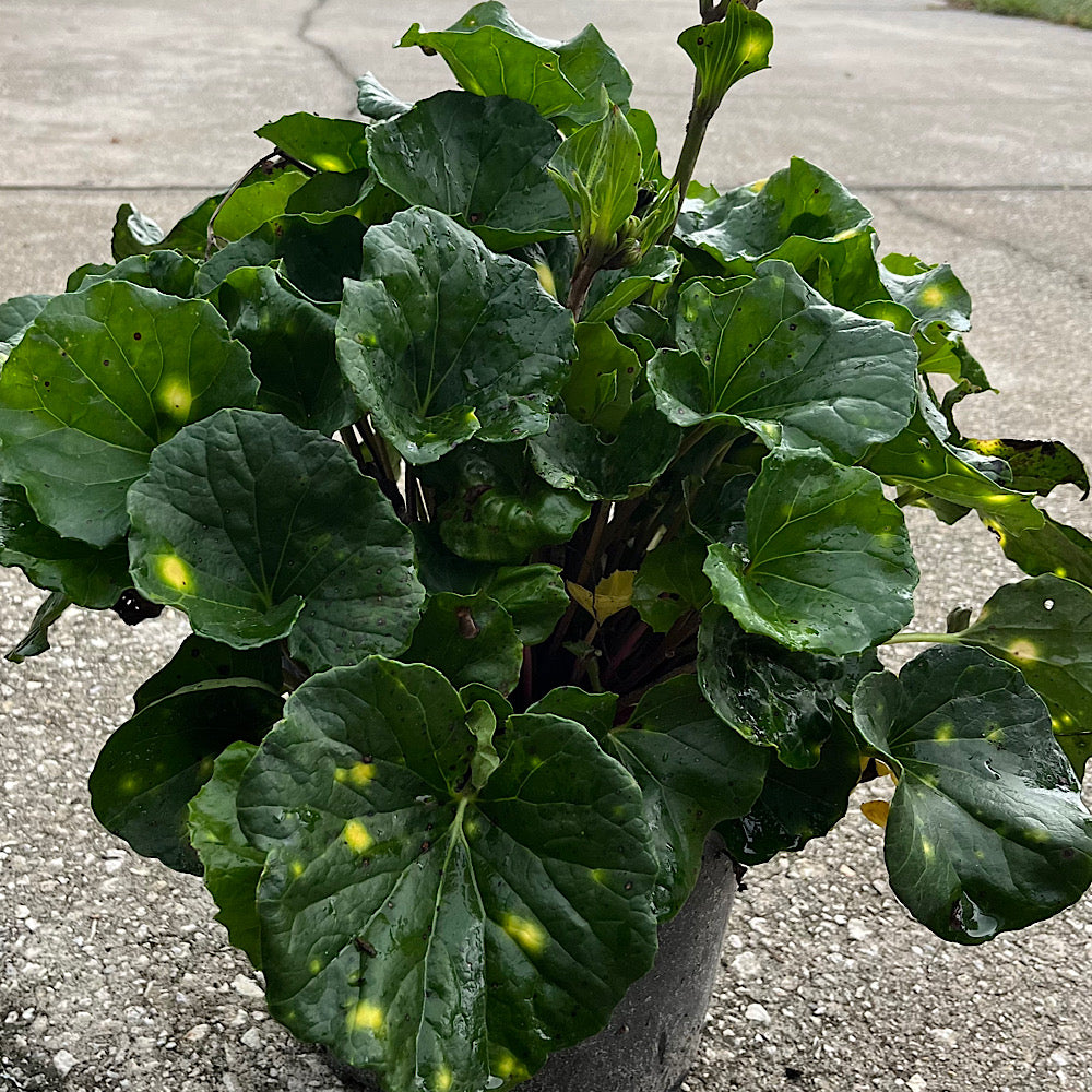 Farfugium Firefly Leopard Plant in a 10 in. (3 Gal.) Grower Pot