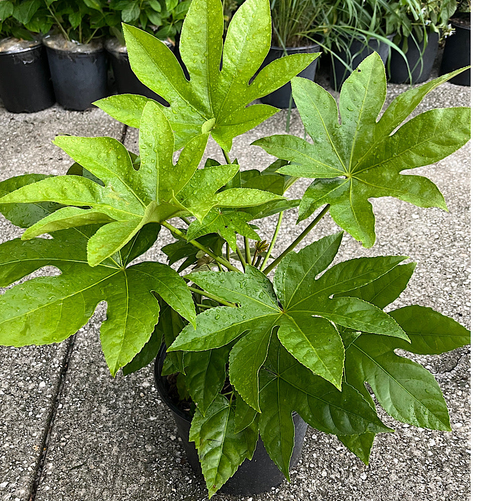 Aralia Japanese Shrub (aka Big Leaf Paper Plant) in a 10 in. (3 Gal.) Grower Pot