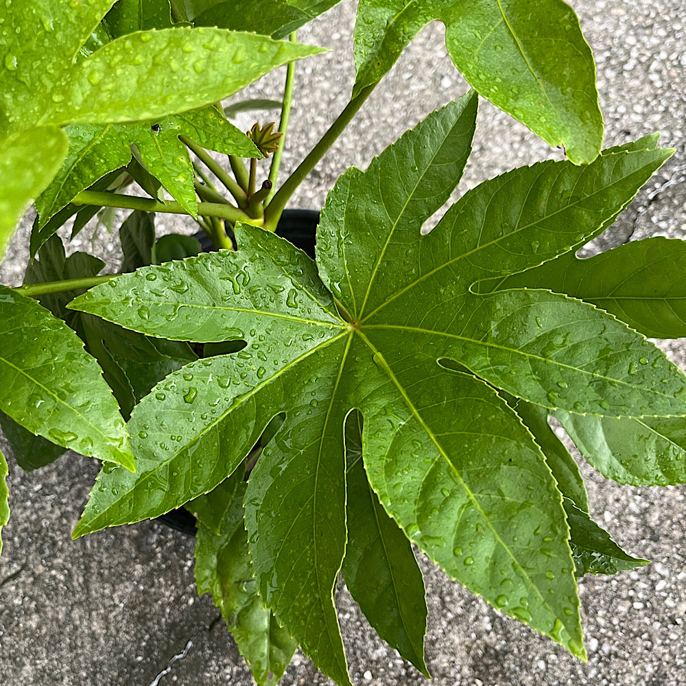 Aralia Japanese Shrub (aka Big Leaf Paper Plant) in a 10 in. (3 Gal.) Grower Pot