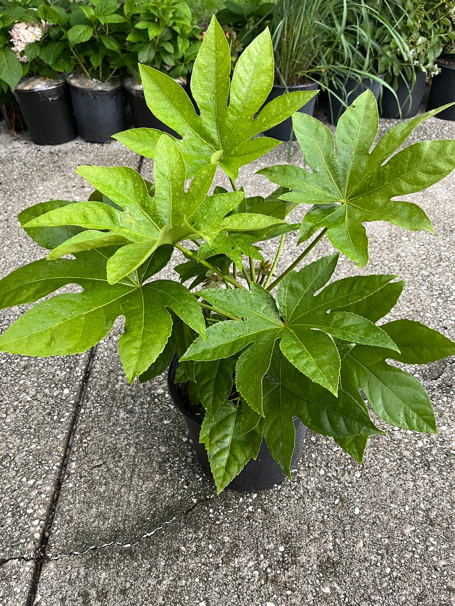 Aralia Japanese Shrub (aka Big Leaf Paper Plant) in a 10 in. (3 Gal.) Grower Pot