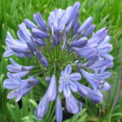 Agapanthus Blue Lily Of The Nile African Shrub (Blue Flowers) in a 10 in. (3 Gal.) Grower Pot