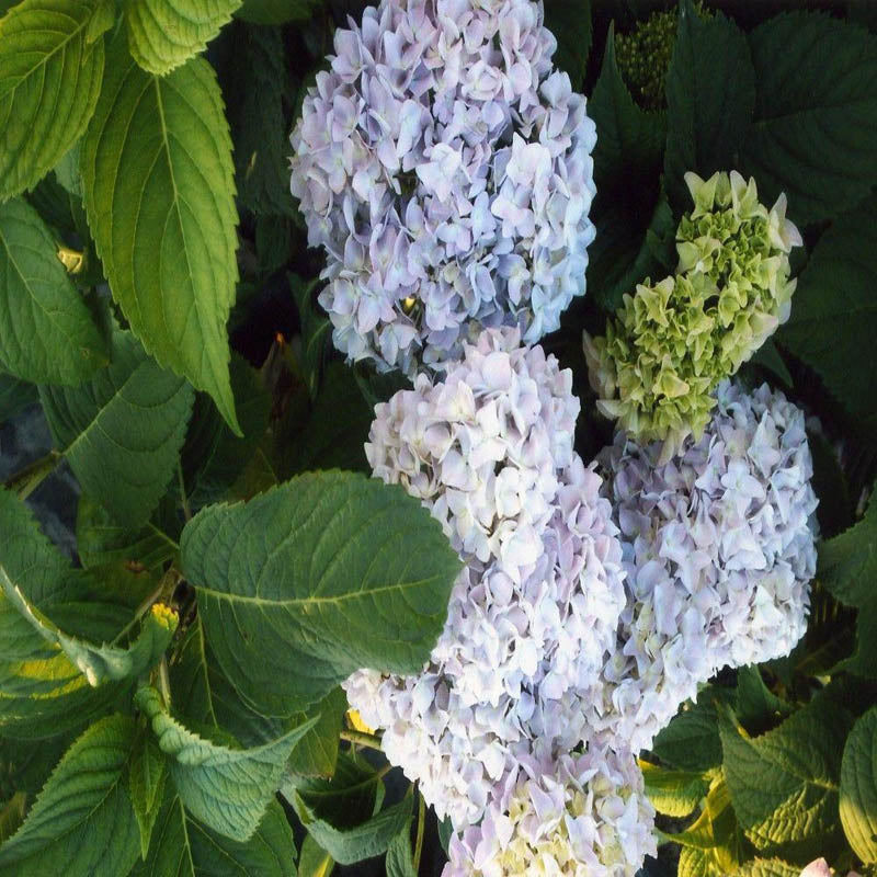 Nikko Blue fashion Hydrangea - #3 Gallon